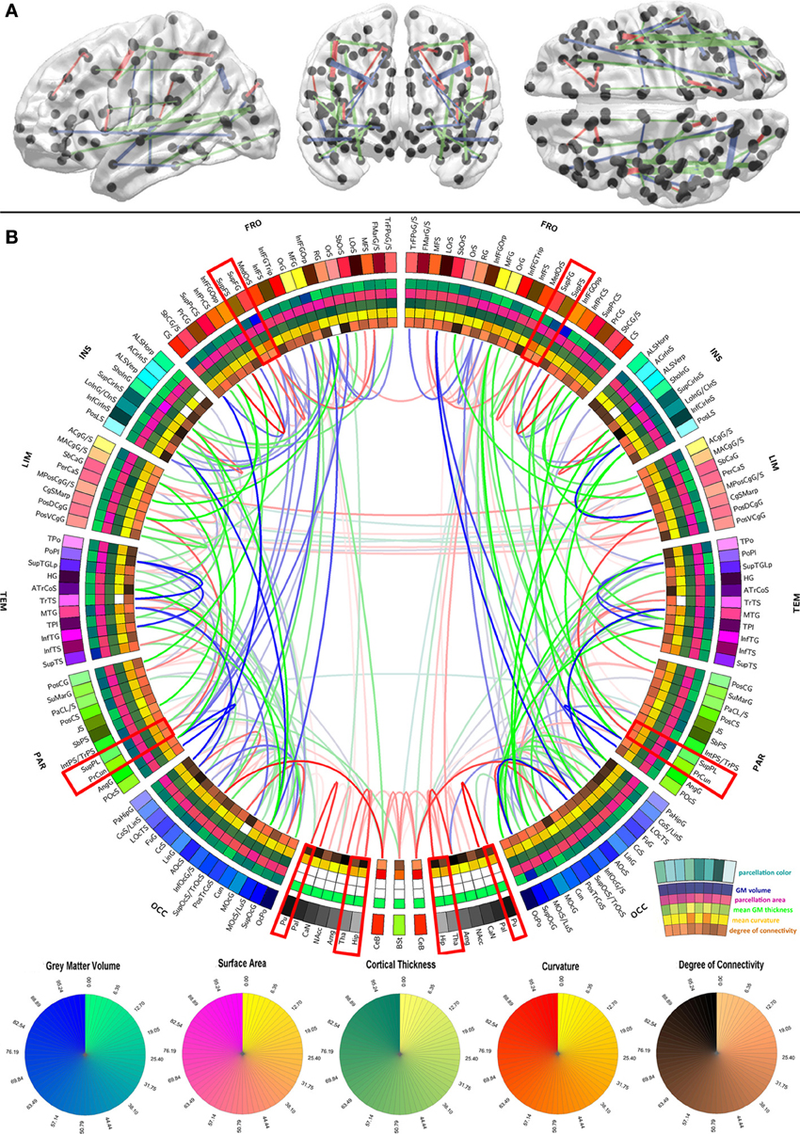 Illustration for article titled The First Map Showing All the Connections in Your Brain's White Matter